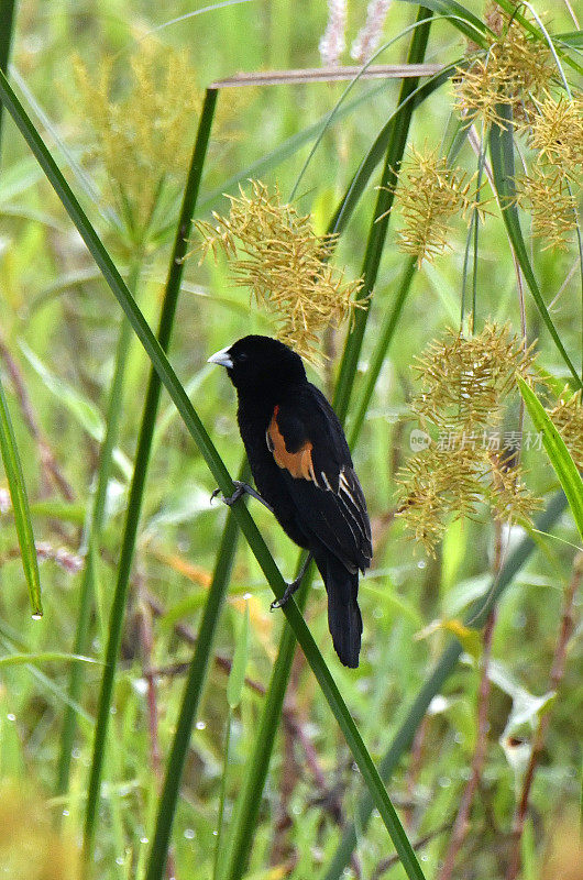 Fan-tailed Widowbird